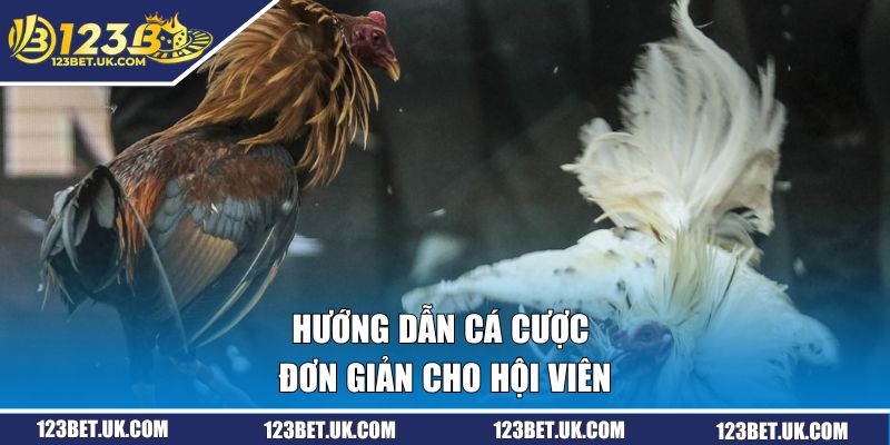 Đá Gà Tại 123BET | Cá Cược Kịch Tính, Thắng Lớn Ngay Hôm Nay 3 Hướng dẫn cá cược đơn giản cho hội viên