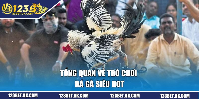 Đá Gà Tại 123BET | Cá Cược Kịch Tính, Thắng Lớn Ngay Hôm Nay 1 Tổng quan về trò chơi đá gà siêu hot